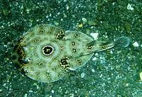 Ocellated electric ray (Diplobatis ommata)