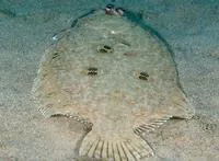 Ocellated flounder (Pseudorhombus dupliciocellatus)