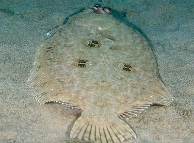 Ocellated flounder (Pseudorhombus dupliciocellatus)
