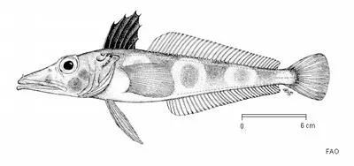 Ocellated icefish (Chionodraco rastrospinosus)