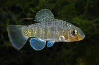 Ocellated killifish (Floridichthys polyommus)