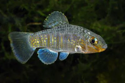 Ocellated killifish (Floridichthys polyommus)