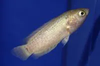 Ocellated labyrinth fish (Ctenopoma muriei)