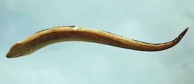 Ocellated moray (Gymnothorax saxicola)