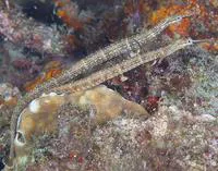 Ocellated pipefish (Corythoichthys ocellatus)