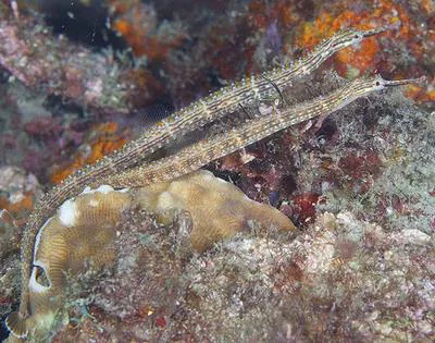 Ocellated pipefish (Corythoichthys ocellatus)