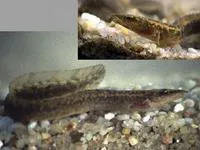 Ocellated spiny eel (Mastacembelus vanderwaali)