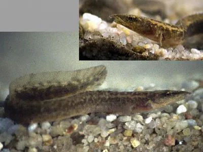Ocellated spiny eel (Mastacembelus vanderwaali)