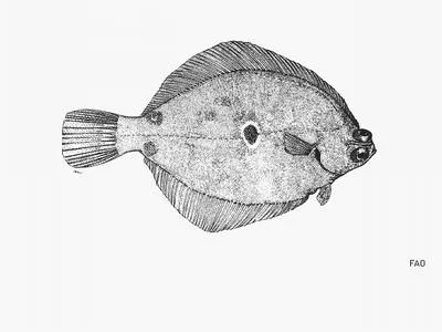 Ocellated turbot (Pleuronichthys ocellatus)