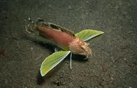 Ocellated waspfish (Apistus carinatus)