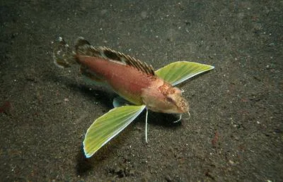 Ocellated waspfish (Apistus carinatus)