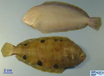Ocellated wedge sole (Dicologlossa hexophthalma)