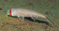 Ochrebanded goatfish (Upeneus sundaicus)