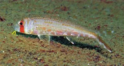 Ochrebanded goatfish (Upeneus sundaicus)