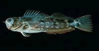 Ocular blenny (Ecsenius oculus)