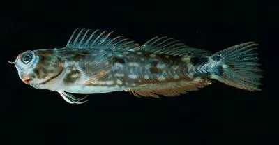 Ocular blenny (Ecsenius oculus)