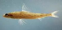Offshore lizardfish (Synodus poeyi)