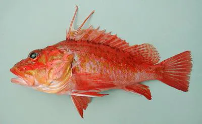 Offshore rockfish (Pontinus kuhlii)