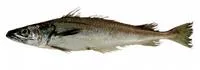 Offshore silver hake (Merluccius albidus)