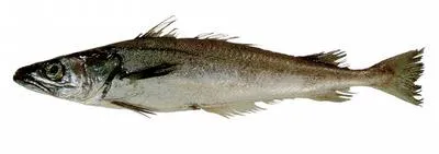 Offshore silver hake (Merluccius albidus)