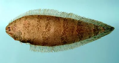 Offshore tonguefish (Symphurus civitatium)