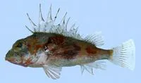 Ogasawara gurnard perch (Neosebastes multisquamus)