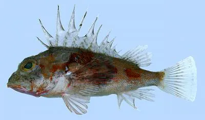 Ogasawara gurnard perch (Neosebastes multisquamus)