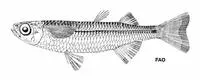 Ogilby's hardyhead (Atherinomorus vaigiensis)