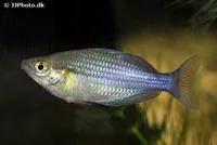 Ogilby's rainbowfish (Melanotaenia ogilbyi)