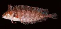 Ogilby's weedfish (Heteroclinus heptaeolus)