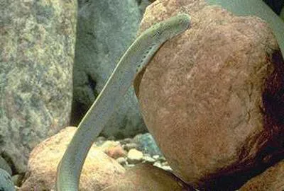 Ohio lamprey (Ichthyomyzon bdellium)