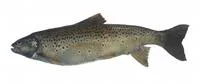 Ohrid trout (Salmo letnica)