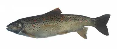 Ohrid trout (Salmo letnica)