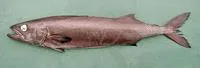 Oilfish (Ruvettus pretiosus)