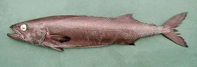 Oilfish (Ruvettus pretiosus)