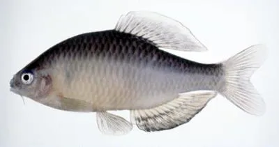 Oily bitterling (Tanakia limbata)