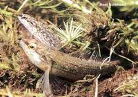 Okaloosa darter (Etheostoma okaloosae)