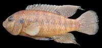 Okavango tilapia (Tilapia ruweti)