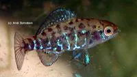Okefenokee pygmy sunfish (Elassoma okefenokee)