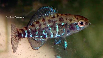 Okefenokee pygmy sunfish (Elassoma okefenokee)