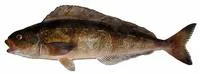 Okhotsk atka mackerel (Pleurogrammus azonus)