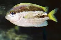 Okinawa chromis (Chromis okamurai)