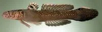 Okinawa flap-headed goby (Callogobius okinawae)
