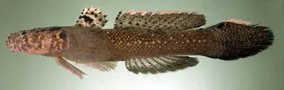 Okinawa flap-headed goby (Callogobius okinawae)