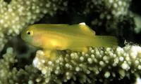 Okinawa goby (Gobiodon okinawae)