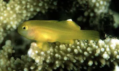 Okinawa goby (Gobiodon okinawae)