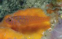 Okinawa rubble goby (Trimma okinawae)