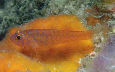 Okinawa rubble goby (Trimma okinawae)