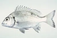 Okinawa seabream (Acanthopagrus sivicolus)