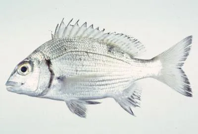 Okinawa seabream (Acanthopagrus sivicolus)